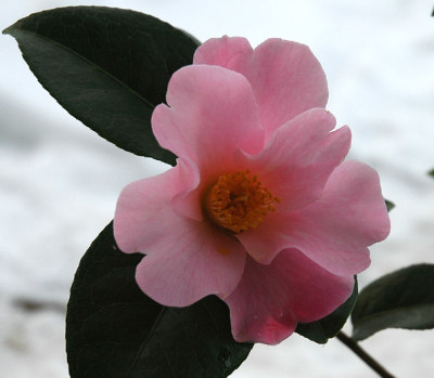 Cam-Dagmar-Berghoff.jpg