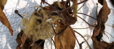 Clematis_F.jpg