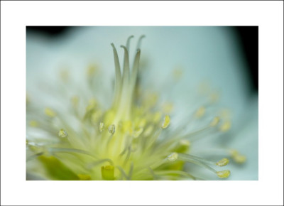 Helleborus_Niger_2_04-02-06.jpg