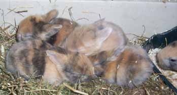 Babies_17_T_10_Kopie.jpg