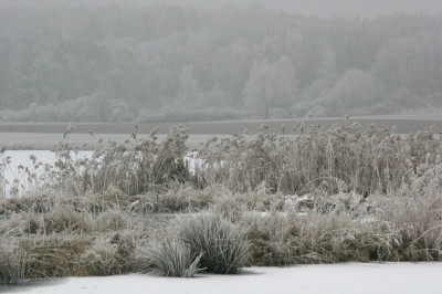 Weiherlandschaft-mit-Rauhreif-2.jpg