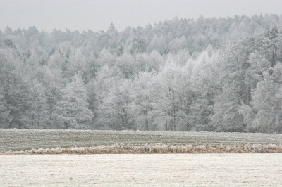 Weiherlandschaft-mit-Rauhreif-4.jpg