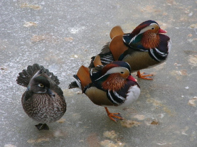 Mandarin-Feb-01.jpg