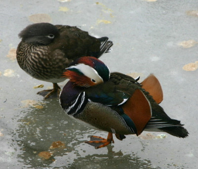Mandarin-Feb-03.jpg