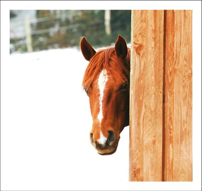 Tiere_Pferde_1_05-02-06.jpg