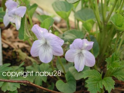 Viola_aff_mirabilis.jpg