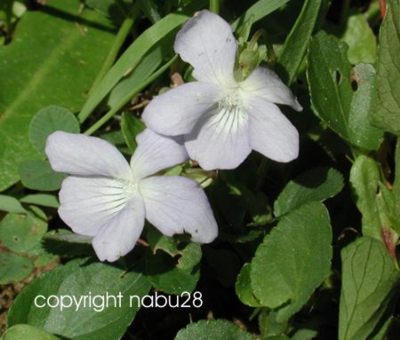 viola_sp.jpg