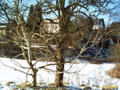 Baume_im_Duett.jpg