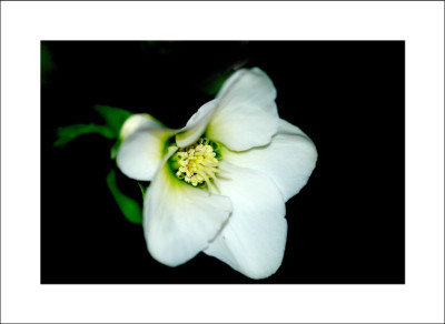 Helleborus_Niger_Details_8_04-02-06.jpg