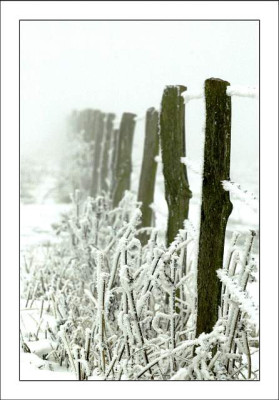 Zaune___2_04-02-06.jpg