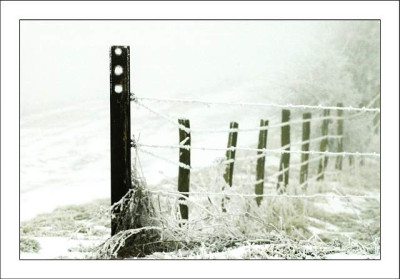 Zaune___1_04-02-06.jpg