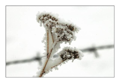 Zaune___6_04-02-06.jpg