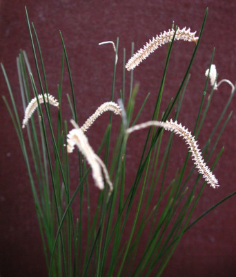 Dendrochilum_tenellum_1.jpg