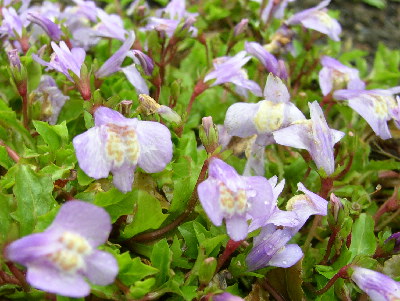 Himalajalowenmaulchen.jpg