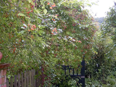 Rosenbogen-Herbst.jpg