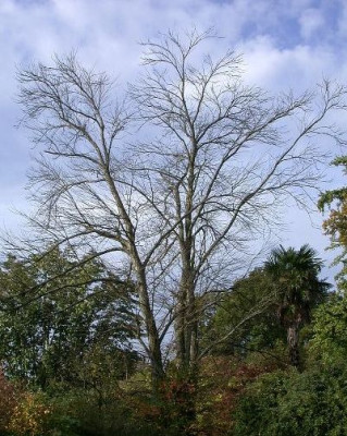 Cercidiphyllum_japonicum_klein__in_Wakehurst_10.05.jpg