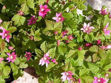 rubus_arcicus.jpg