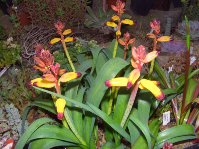 Lachenalia_aloides_1.jpg
