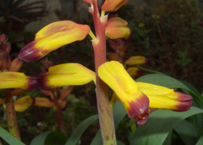 Lachenalia_aloides_2.jpg