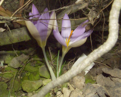Crocus_dalmaticus.jpg