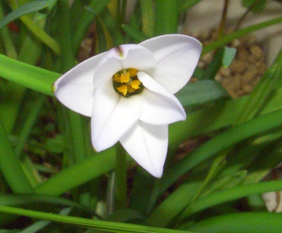 Ipheion_uniflorum_1.jpg