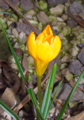 Crocus_olivieri_olivieri.jpg