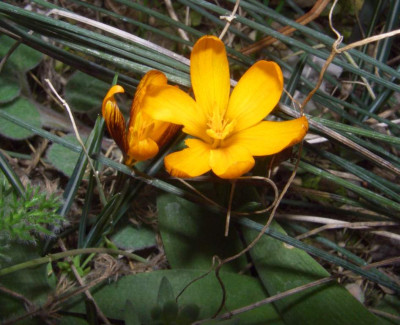 Crocus_olivieri_balansae.jpg