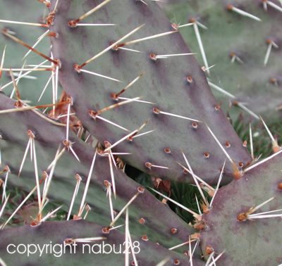 Opuntia_Kirschrot.jpg