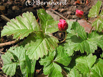 rubus_arcticus_2.jpg