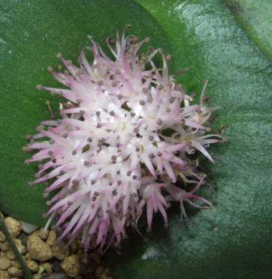 Massonia_echinata_immer_noch.jpg