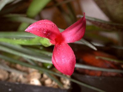 Tillandsia_dorotheae.jpg