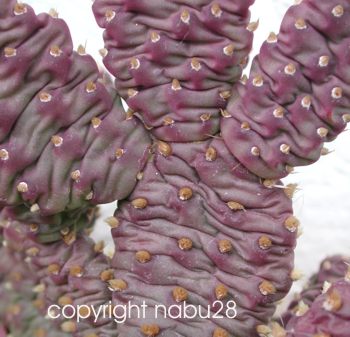 Opuntia_basilaris.jpg