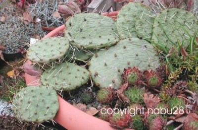 Opuntia_im_November.jpg