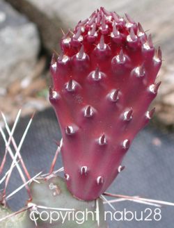 Opuntia_rhodanta_pisciformis.jpg