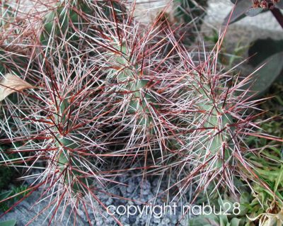 Opuntia_hystricina_cv._Hanau.jpg