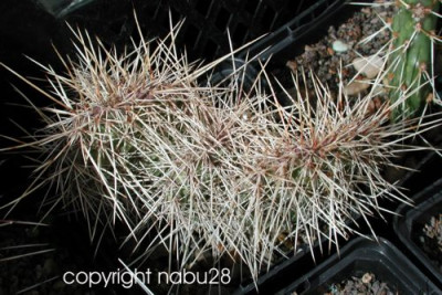 Opuntia_hystricina_cv._Halle.jpg