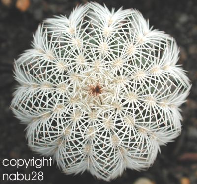 Echinocereus_reichenbachii_var._baileyi_3.jpg