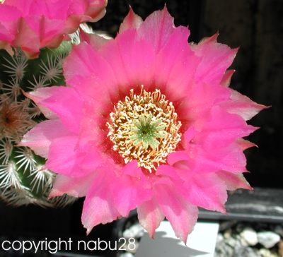 Echinocereus_reichenbachii_var._baileyi.jpg