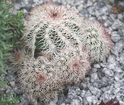 Echinocereus_reichenbachii_var._baileyi_2.jpg