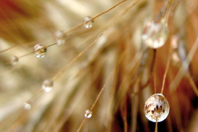 Drops.jpg