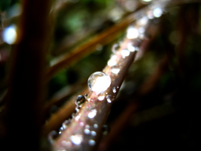 Drops3.jpg
