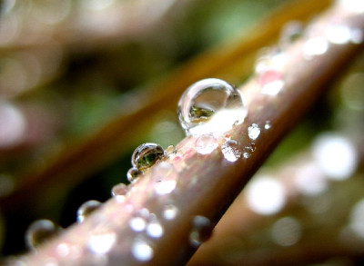 Drops_4.jpg