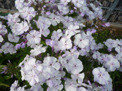 P1110529.JPG