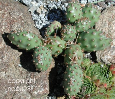 Opuntia_fragilis_v._denudata_Hall_Co_Nebraska.jpg