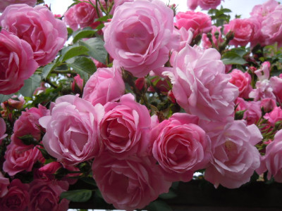 rosentraum 002.JPG