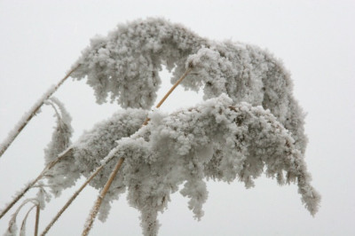 Weihervegetation-im-Rauhreif-1.jpg
