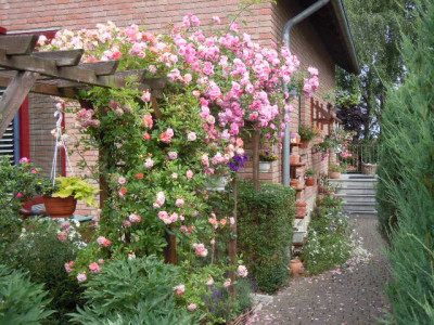 rosentraum 001.JPG