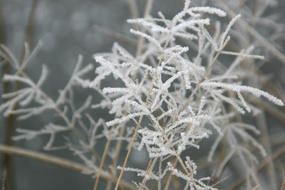 Weihervegetation-im-Rauhreif-6.jpg