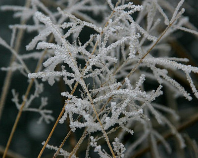 Weihervegetation-im-Rauhreif-7.jpg