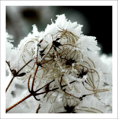 Verbluhtes_Clematis_1__04-02-06.jpg